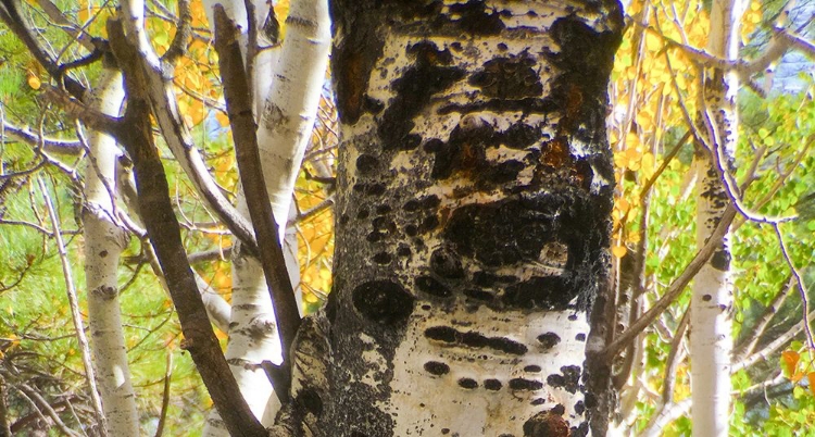 Picture of ASPENS IN THE FALL 8