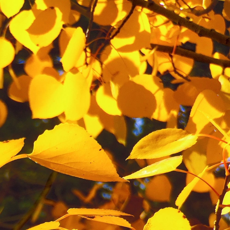 Picture of ASPENS IN THE FALL 9