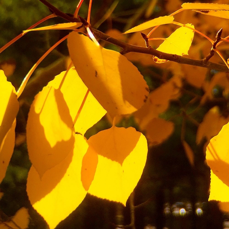 Picture of ASPENS IN THE FALL 10