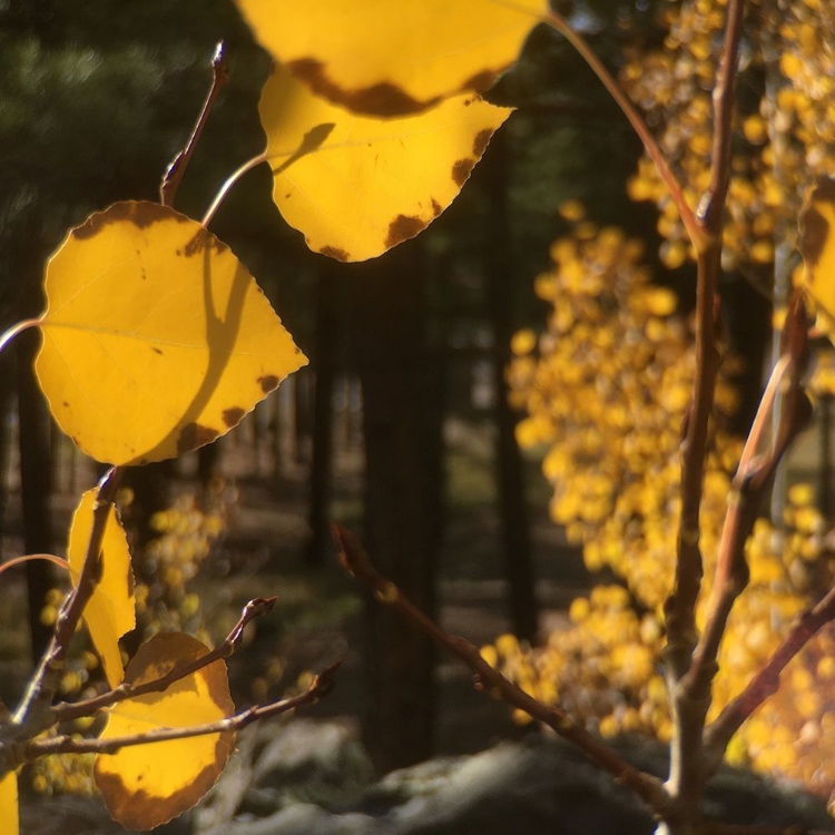 Picture of ASPENS IN THE FALL 11