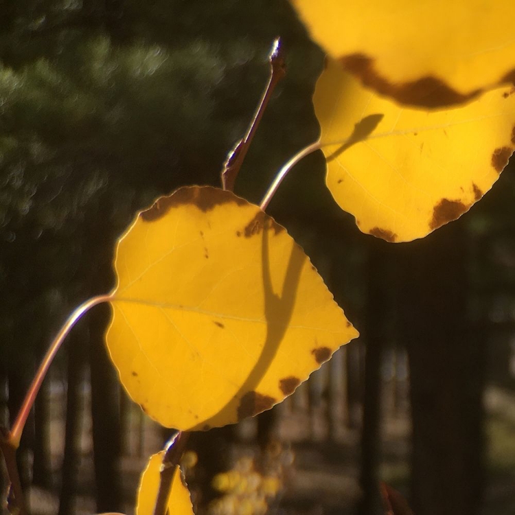 Picture of ASPENS IN THE FALL 12