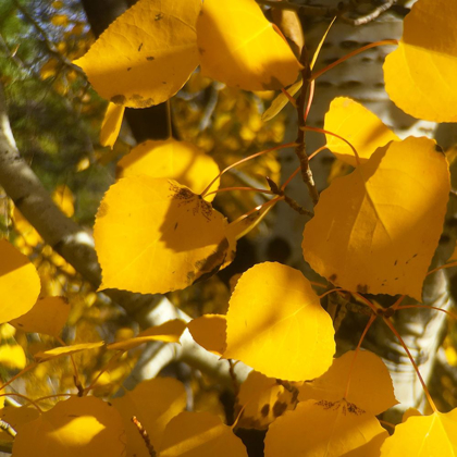 Picture of ASPENS IN THE FALL 13