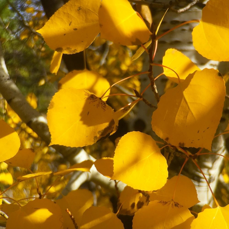 Picture of ASPENS IN THE FALL 13