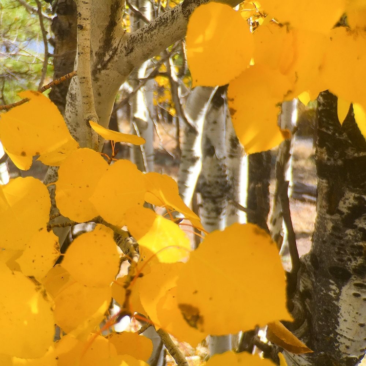 Picture of ASPENS IN THE FALL 14