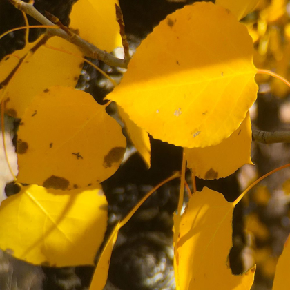 Picture of ASPENS IN THE FALL 15