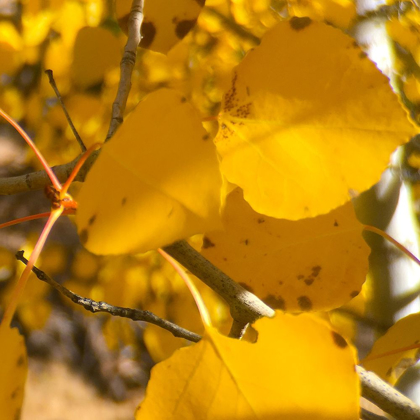 Picture of ASPENS IN THE FALL 16