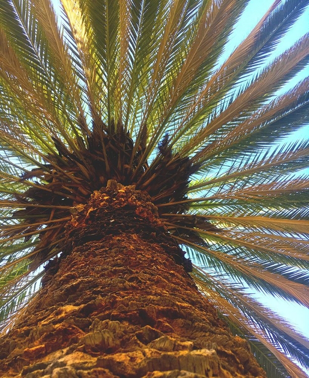 Picture of PALM