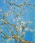 Picture of CHERRY BLOSSOM -2