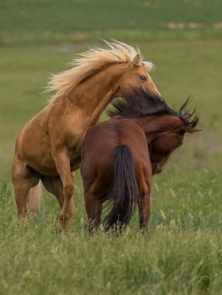 Picture of HORSE PLAY