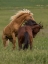 Picture of HORSE PLAY