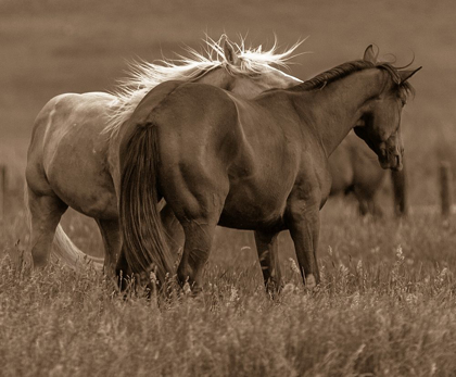 Picture of HORSE WALK