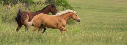 Picture of HORSE PLAY