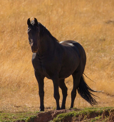Picture of BLACK BEAUTY