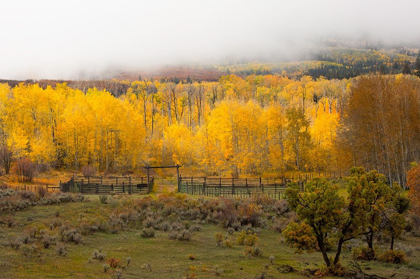 Picture of FALL AND FOG