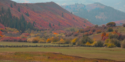 Picture of FALL AND SHEEP