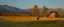 Picture of FALL GRAZING