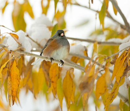 Picture of FIRST SNOW