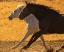 Picture of HORSE RACE