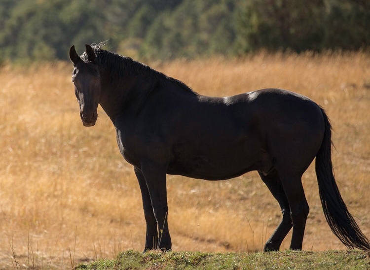 Picture of MOST BEAUTIFUL BLACK