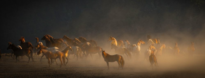 Picture of WILD HORSES