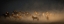Picture of WILD HORSES