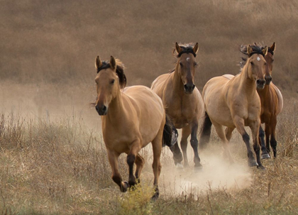 Picture of WILD MARES