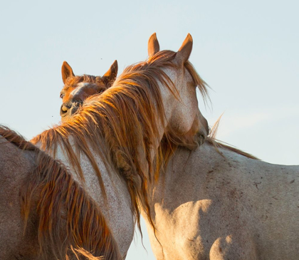 Picture of YOU SCRATCH MY BACK