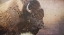 Picture of WILD BISON