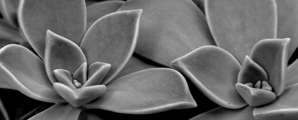 Picture of SUCCULENT 1