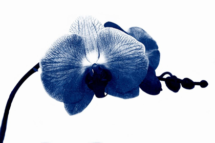 Picture of SUPER BLUE ORCHID