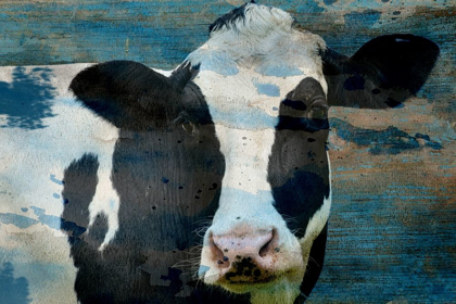 Picture of THE COW