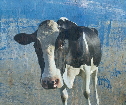 Picture of THE COW 2