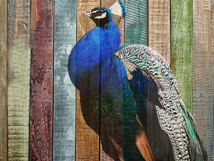 Picture of PEACOCK