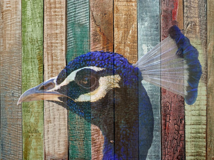 Picture of PEACOCK 2