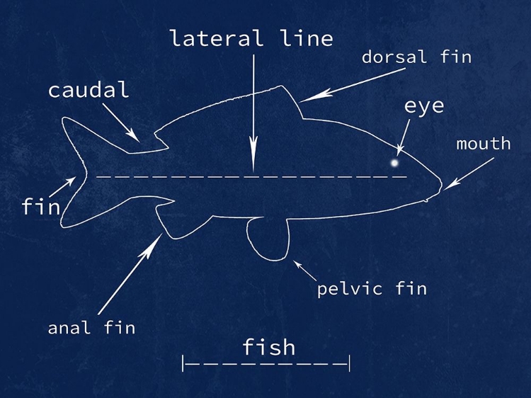 Picture of FISH
