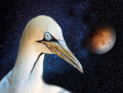 Picture of SPACE BIRD