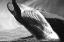 Picture of BLACK WHALE