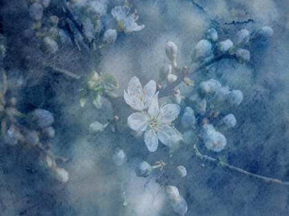 Picture of WATERCOLOR FLOWERS