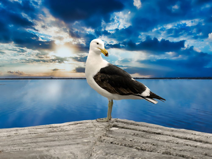 Picture of OCEAN BIRD