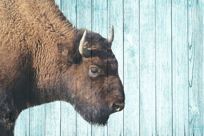 Picture of BISON TRAIL