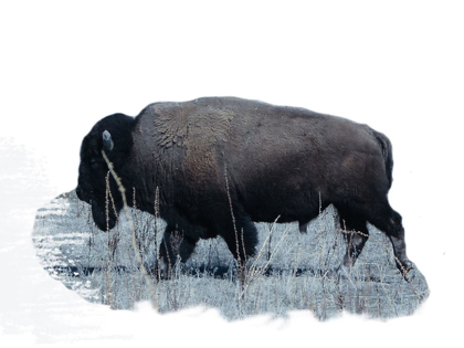 Picture of GRAZING BUFFALO