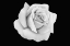 Picture of ROSE DUST