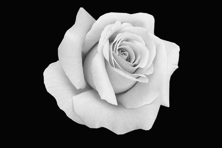 Picture of ROSE DUST