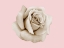 Picture of ROSE DUST