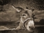 Picture of DONKEY