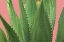 Picture of SUSSULENT