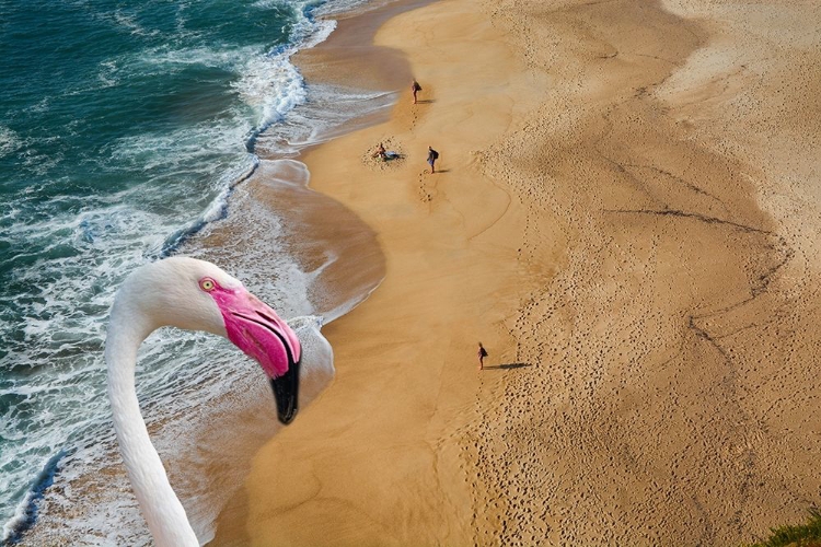 Picture of FLAMINGO BAY