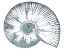 Picture of SEA SHELL