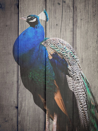 Picture of PECOCK