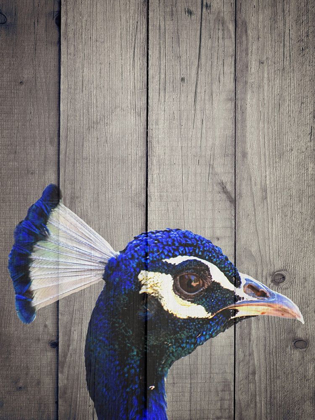 Picture of PEACOCK H
